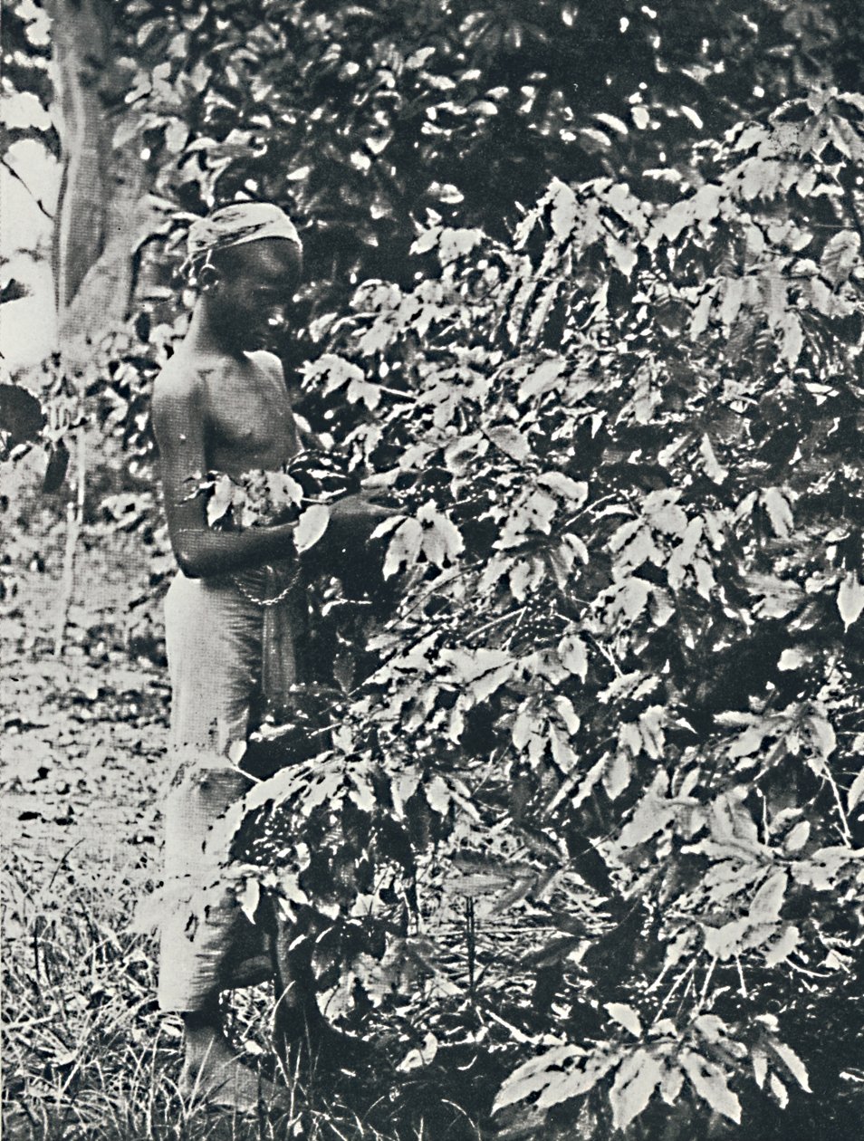 Plockar kaffe, 1916 av Unbekannt