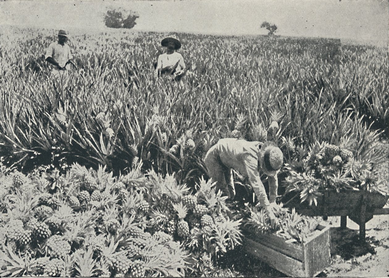 Pine-Apple Plantation, 1916 av Unbekannt