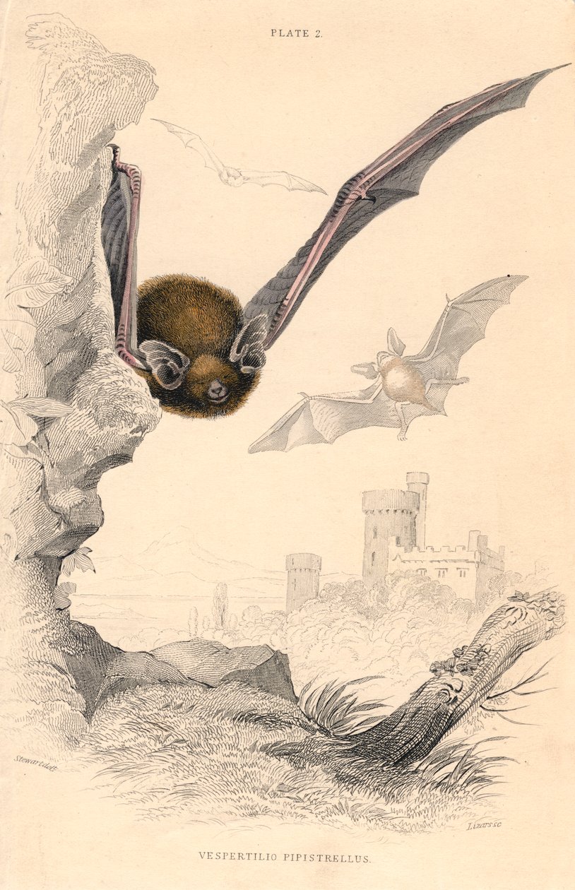 Pipistrelle fladdermus Pipistrellus pipistrellus, 1828 av Unbekannt