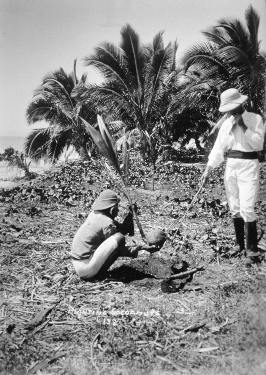 Plantera kokosnötter, Salomonön, Fiji, 1905 av Unbekannt