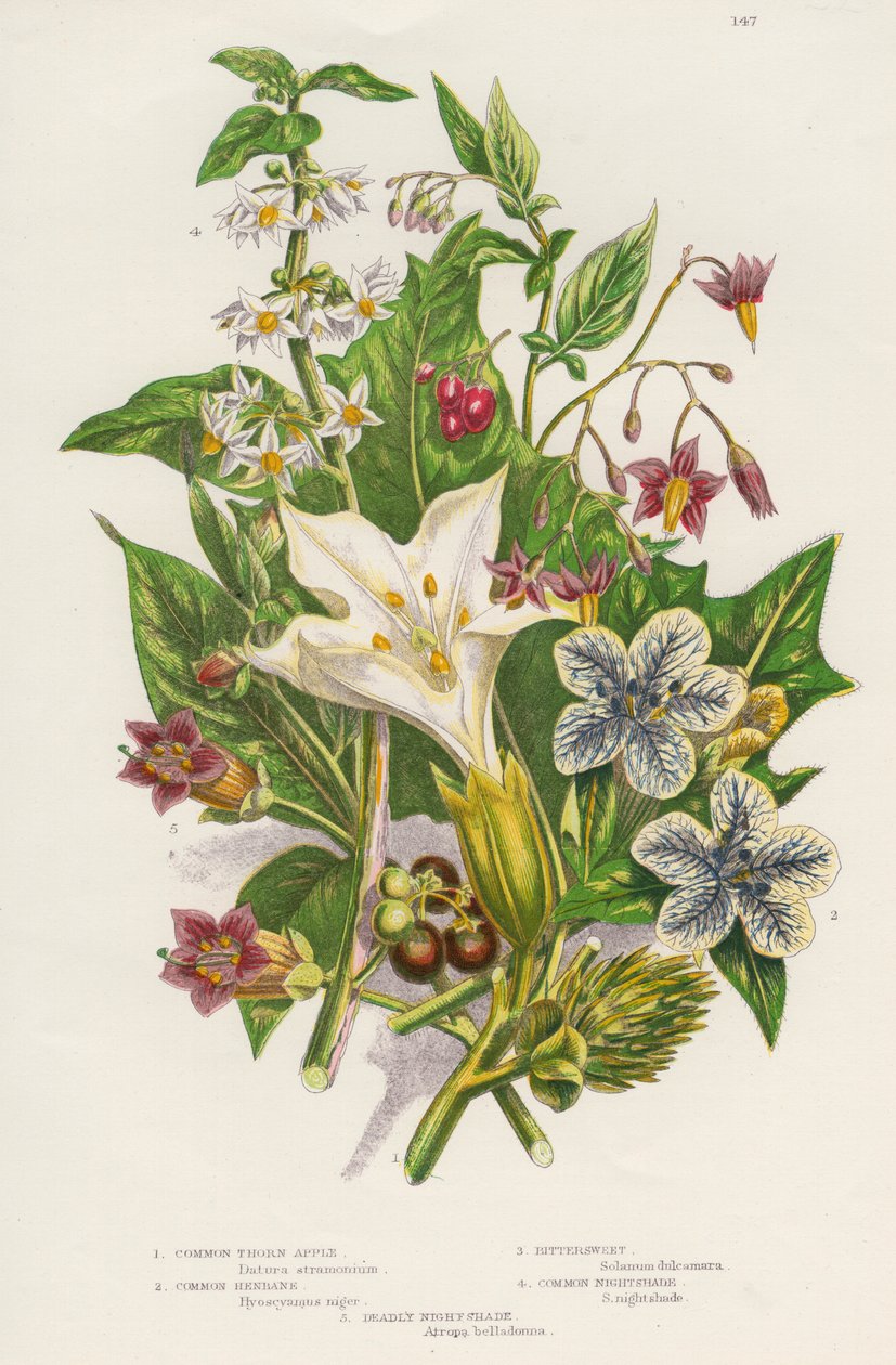 Giftiga växter, c1885 av Unbekannt