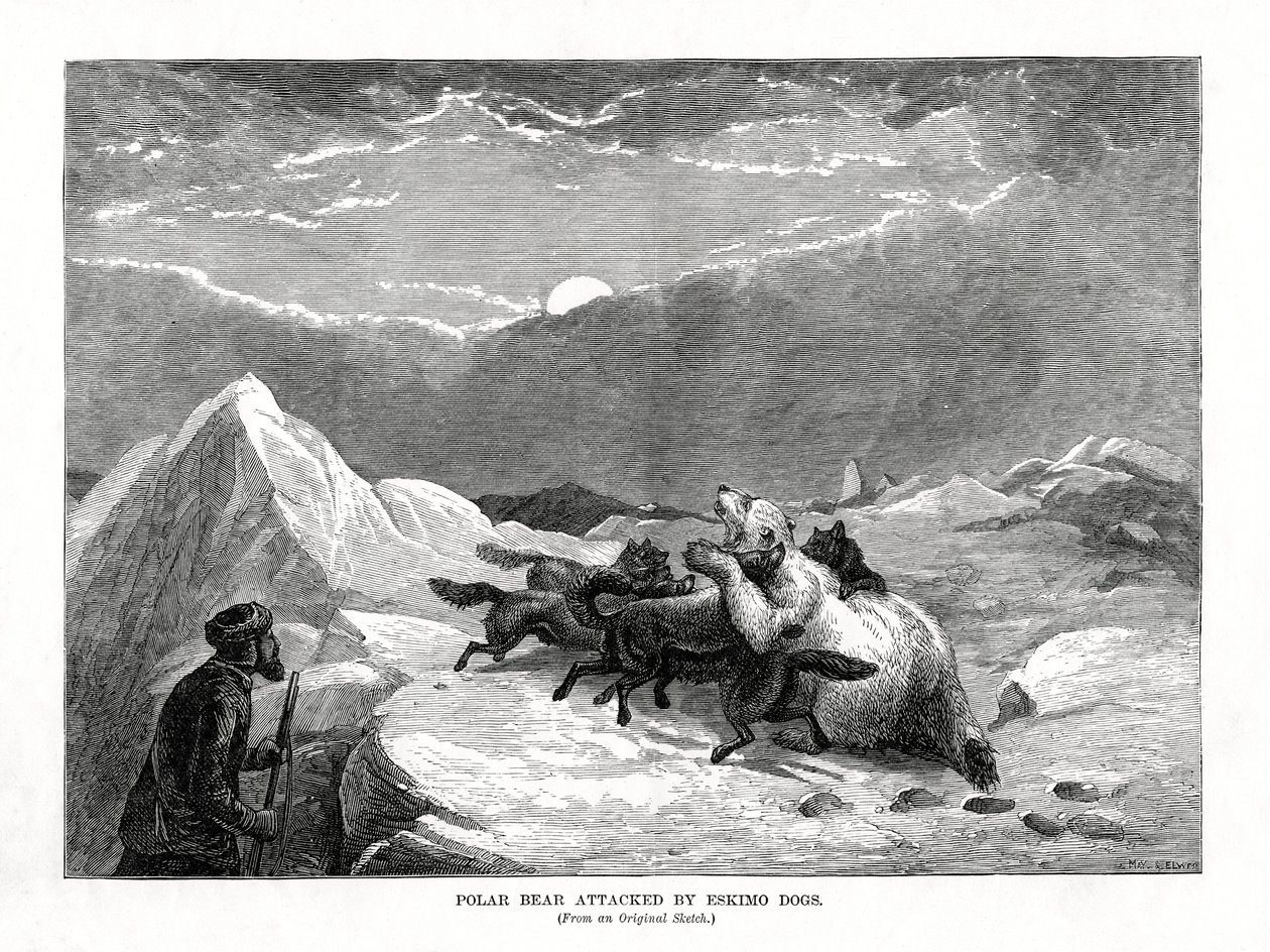 Isbjörn attackerad av eskimåhundar, 1877 av Unbekannt