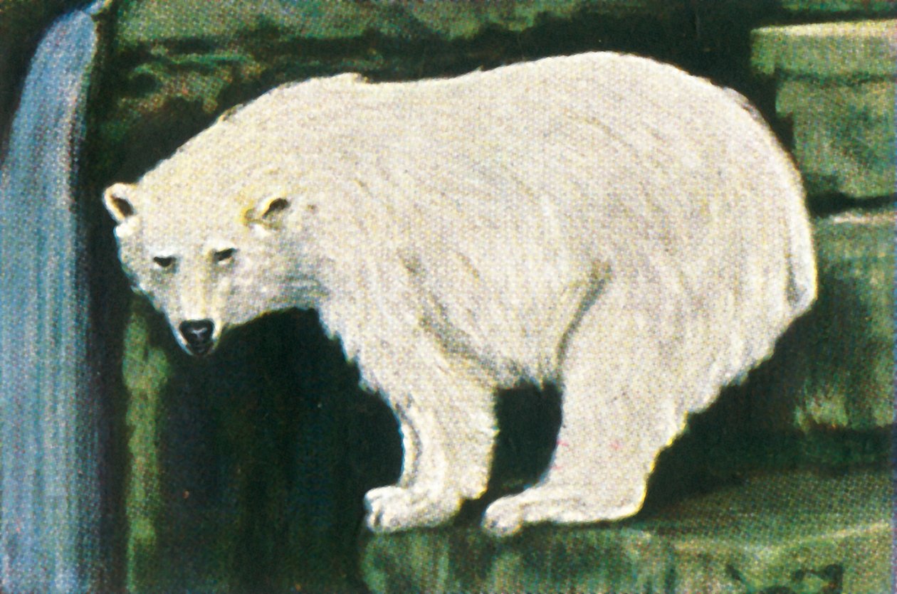 Isbjörn från Svalbard, c1928. av Unbekannt