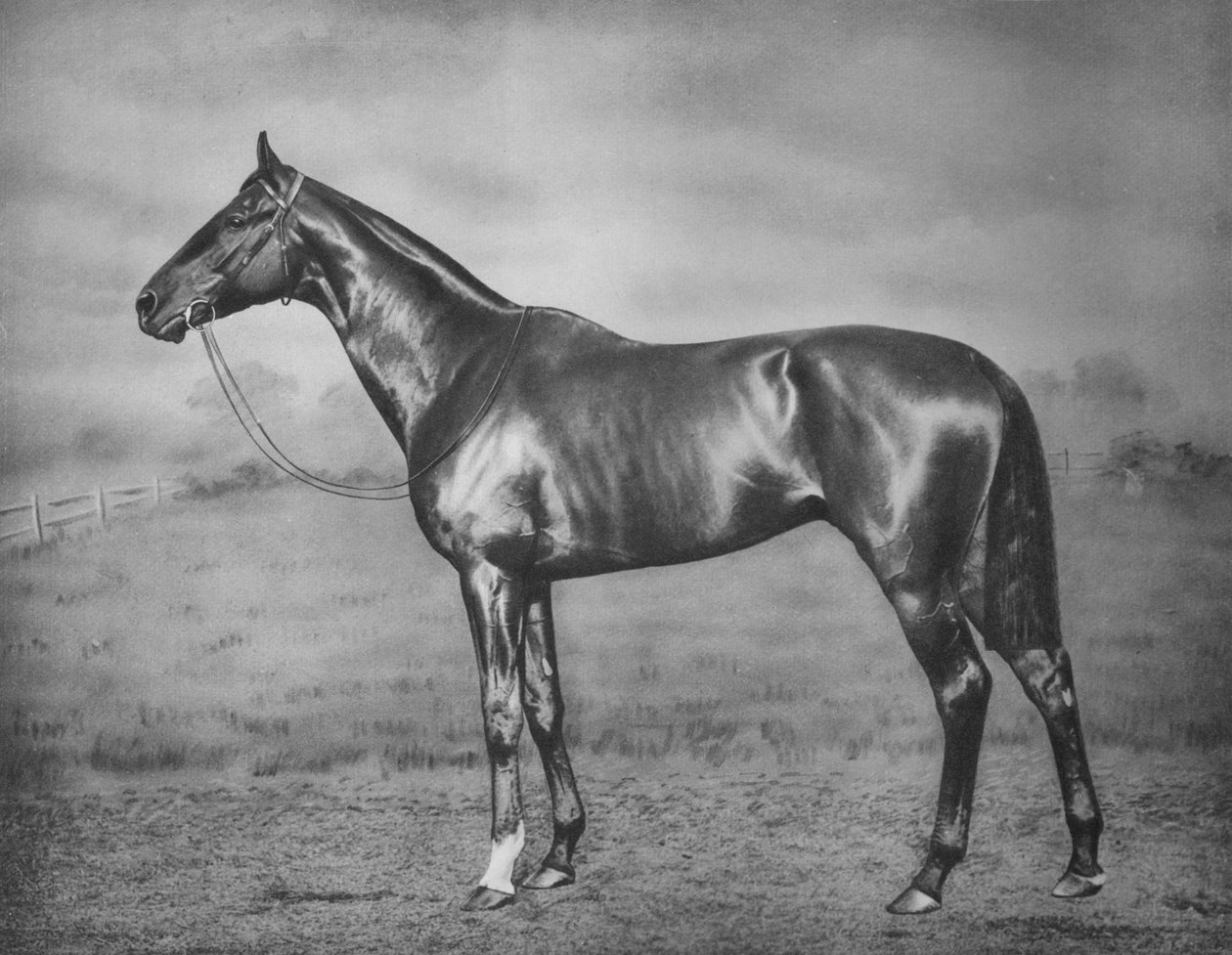 Polymelus, 1902-1924, 1911 av Unbekannt