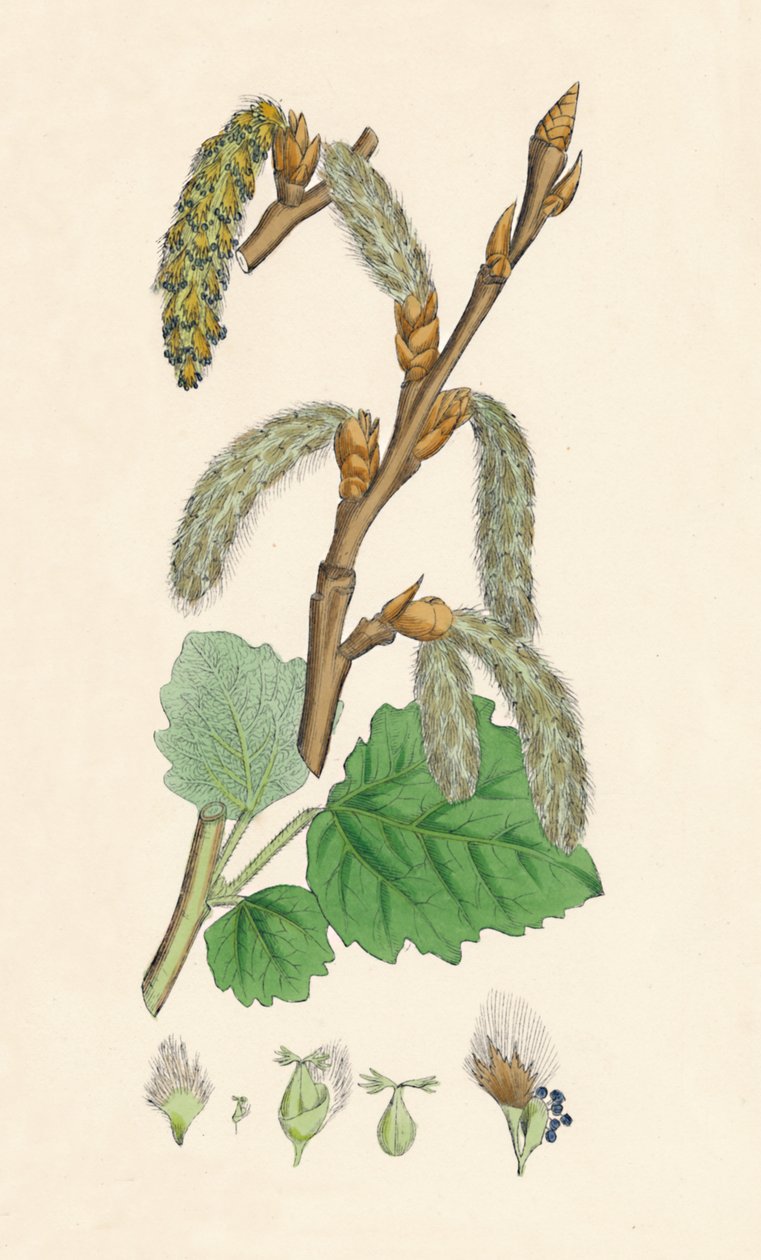 Populus canescens. Grå poppel, 1800-talet av Unbekannt