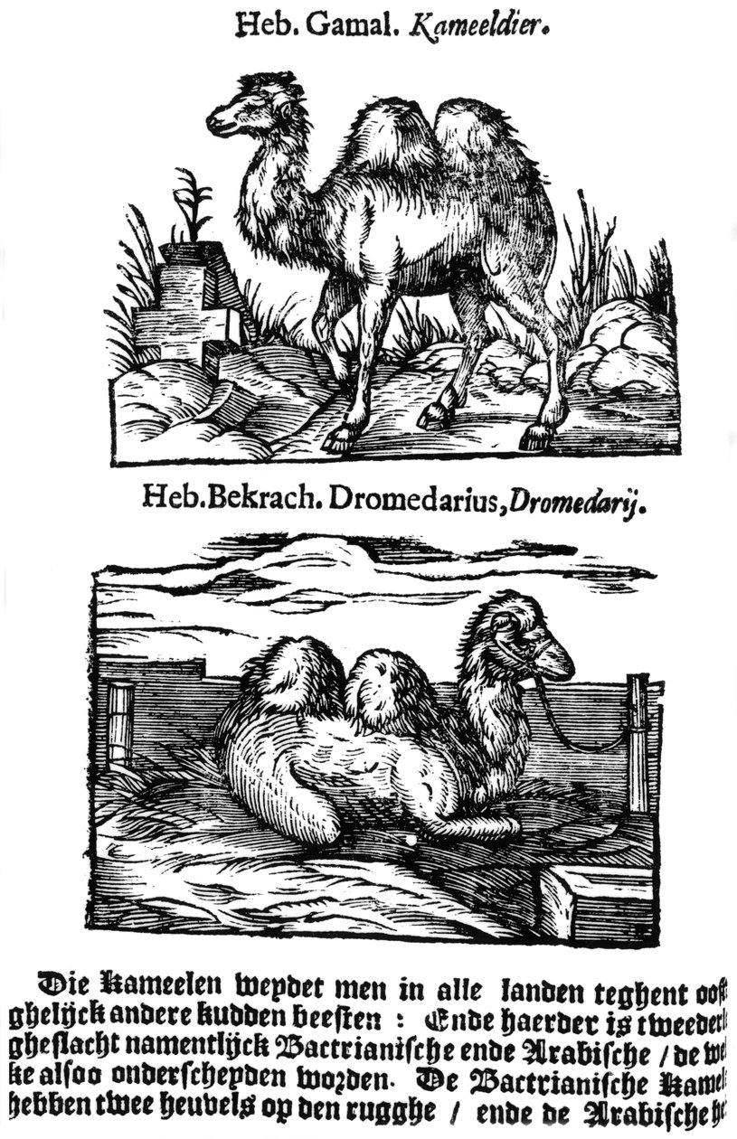 Pre-binomial klassificering av arter, 1644 av Unbekannt