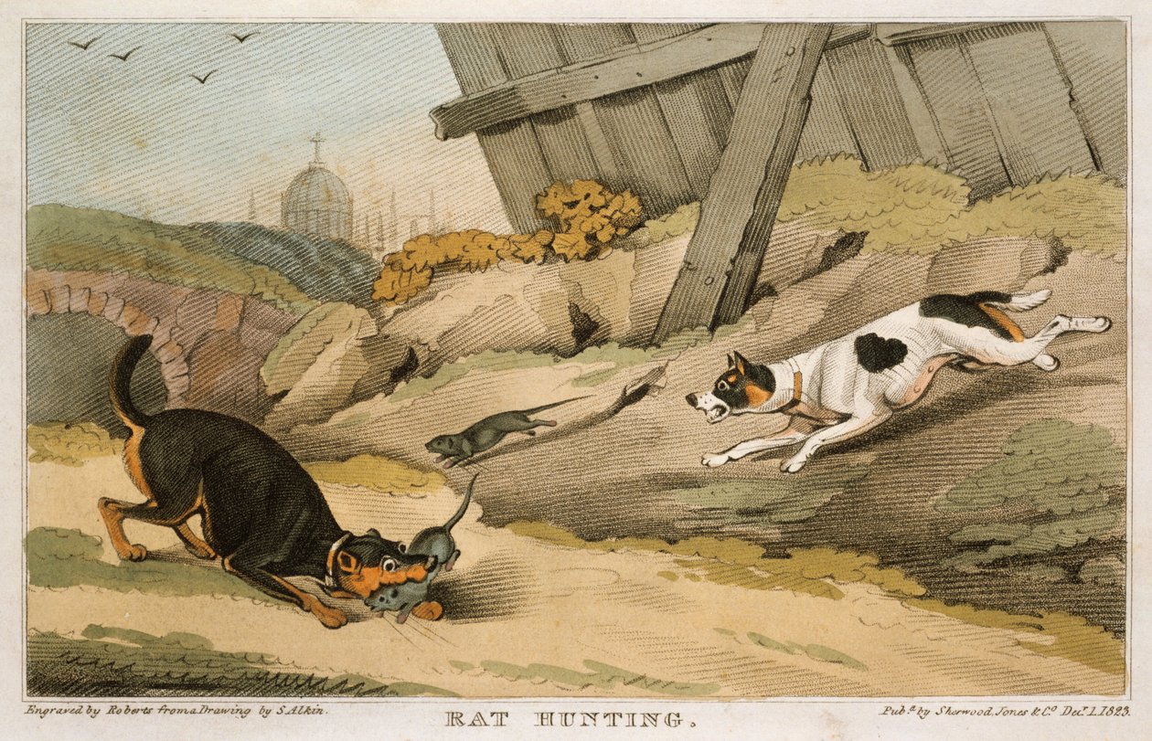 Råttjakt, 1823 av Unbekannt
