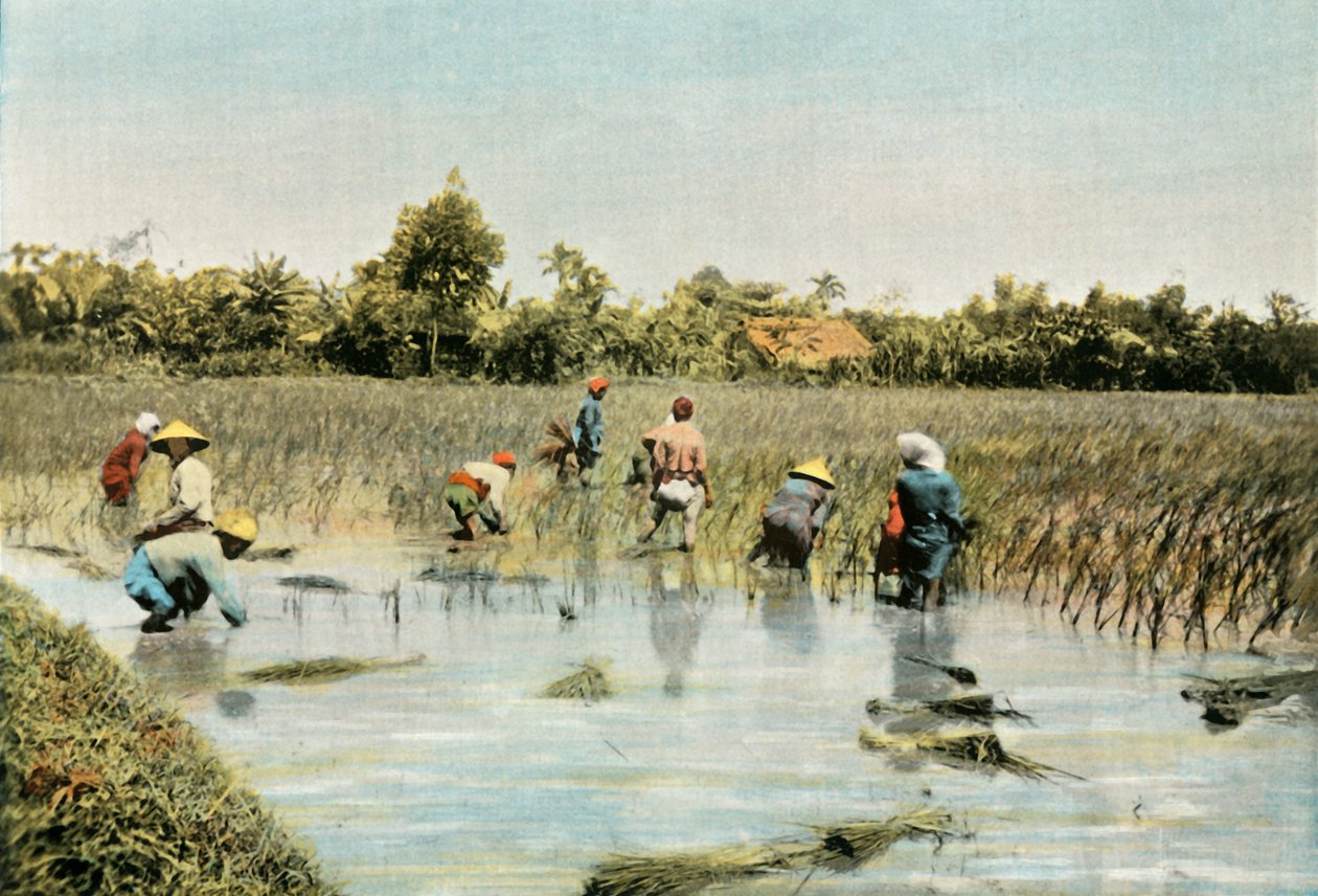 Skördar ris, 1900. av Unbekannt