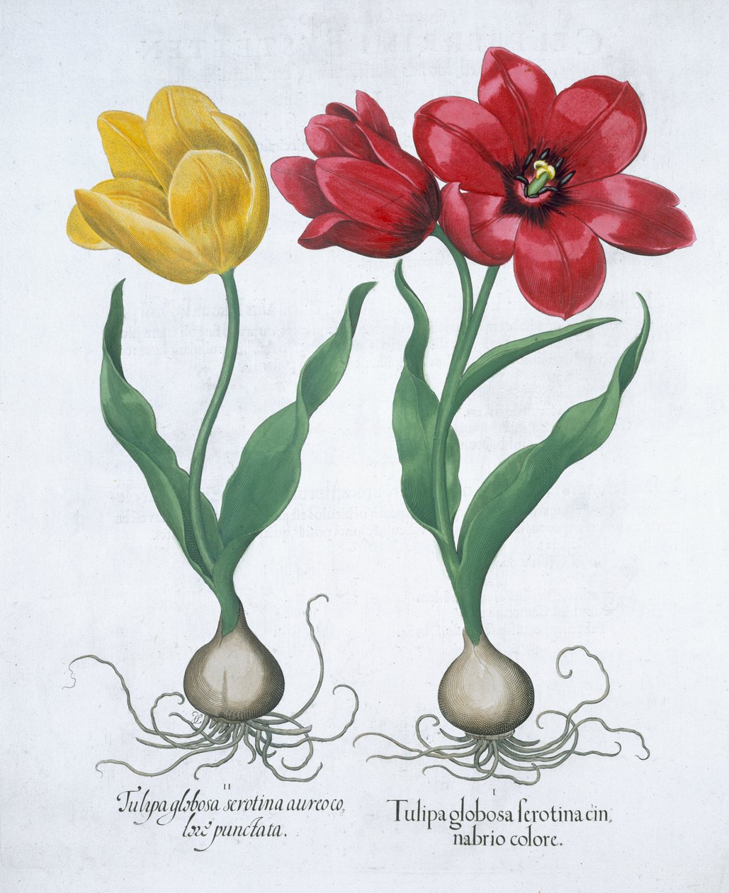 Röd och gul tulpan, 1613 av Unbekannt