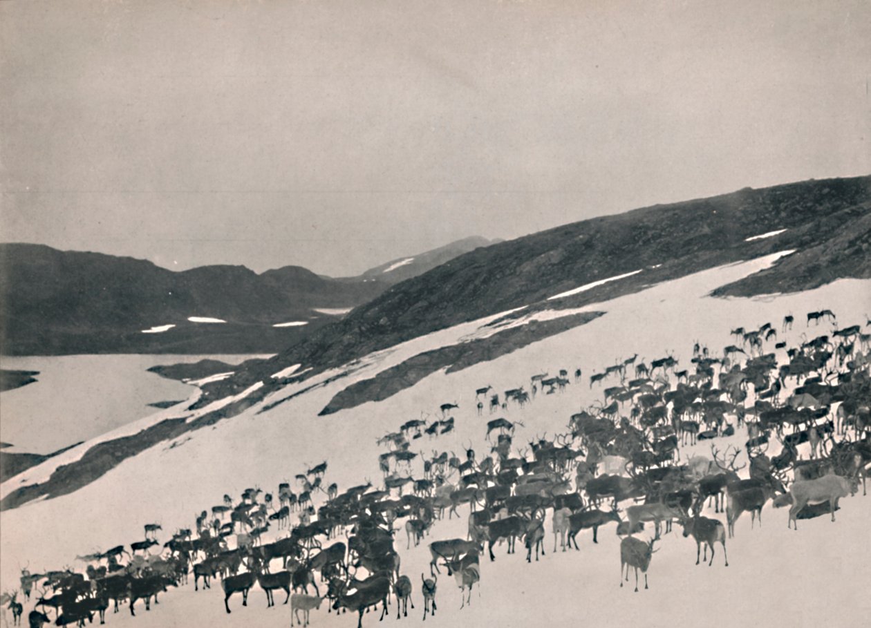 Renar på bergen, 1914. av Unbekannt
