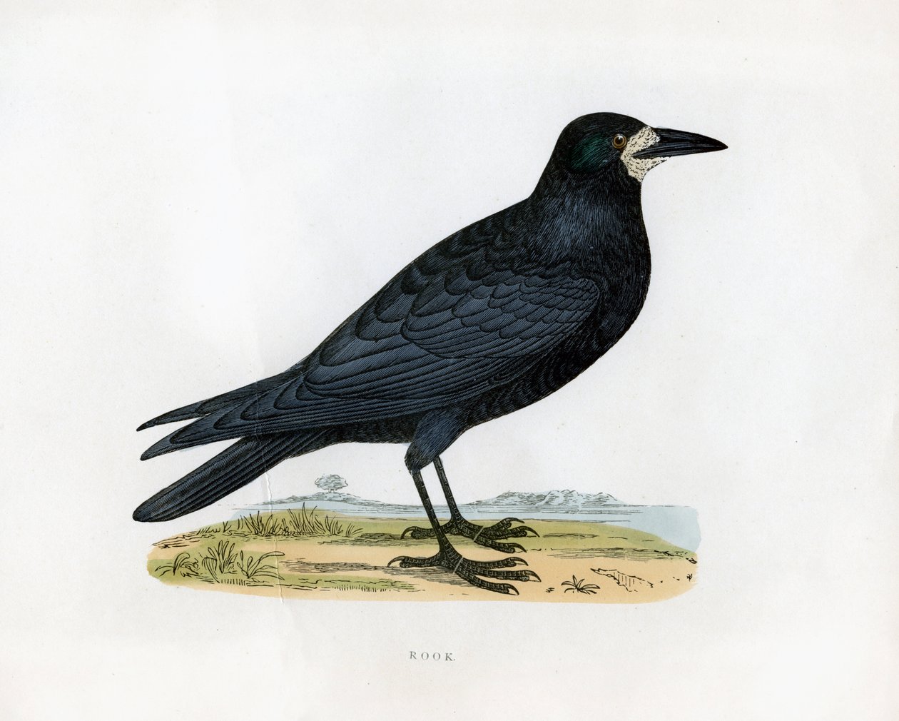 Rook, c1800-talet av Unbekannt