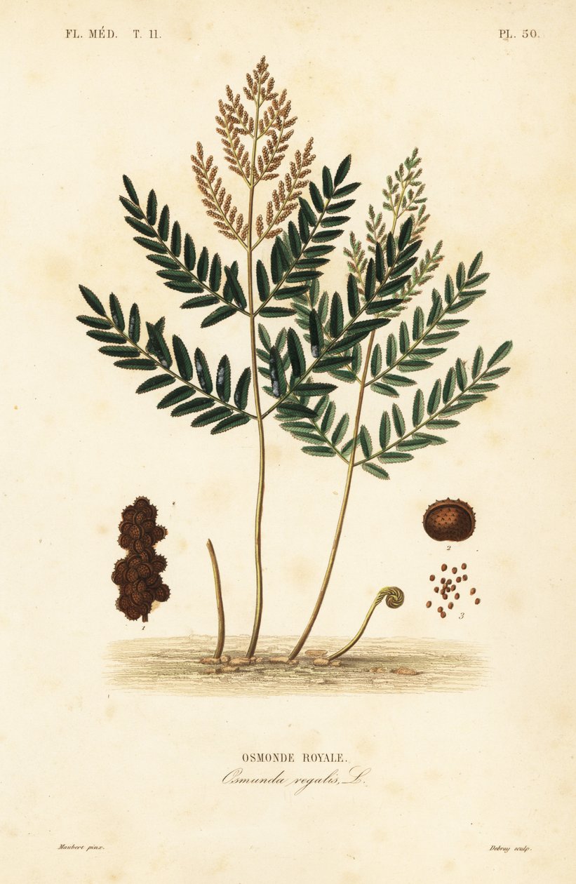 Kunglig ormbunke, Osmunda lakrits, Osmonde kunglig av Unbekannt