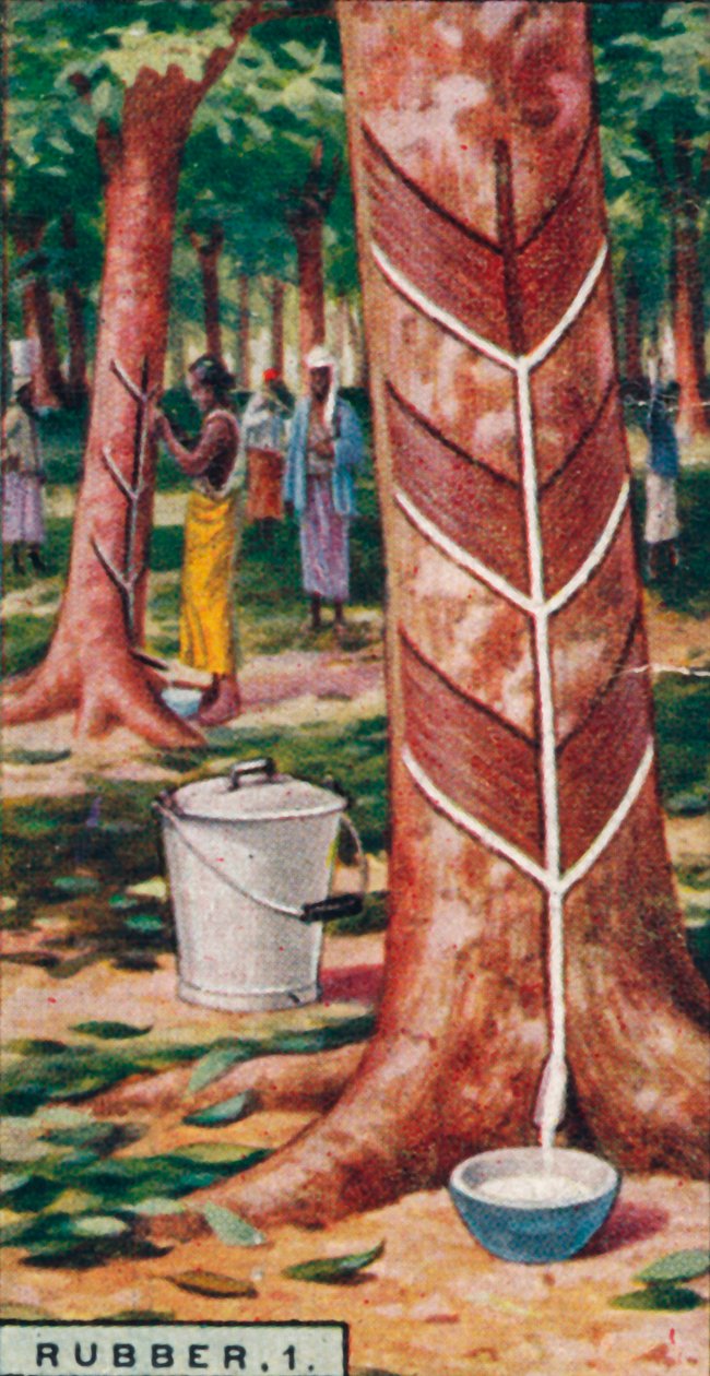 Gummi, 1. Tapping the Trees, Ceylon, 1928 av Unbekannt