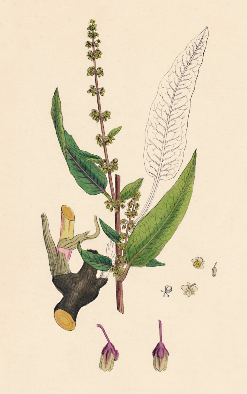 Rumex sanguineus. Bloody-veined Dock, 1800-talet av Unbekannt