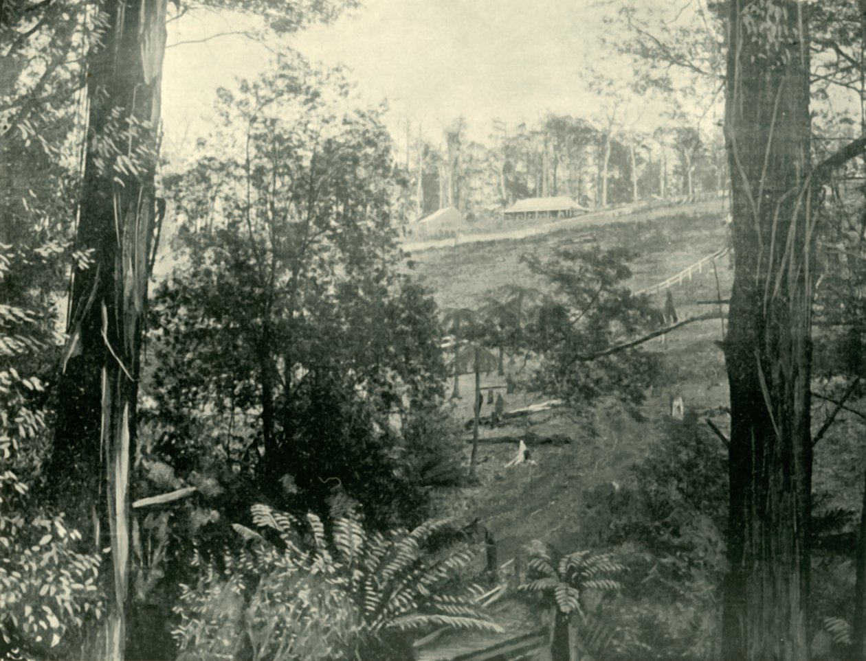 Scen vid Upper Gembrook, Victoria, 1901. av Unbekannt