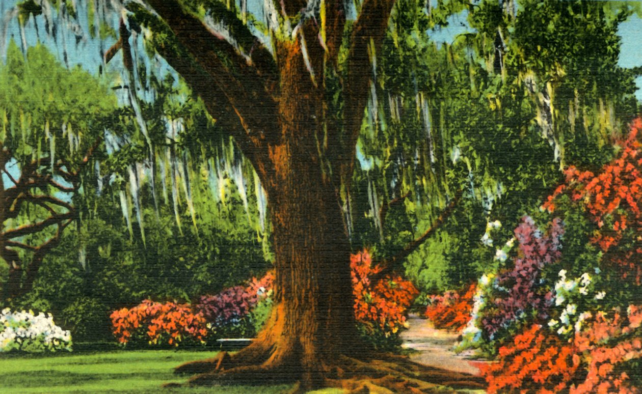 Scen i Magnolia Gardens, nära Charleston, S.C., 1942. av Unbekannt