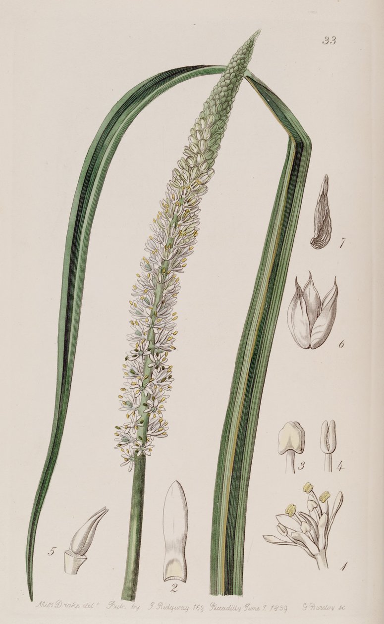 Sko ocaulon officinale av Unbekannt