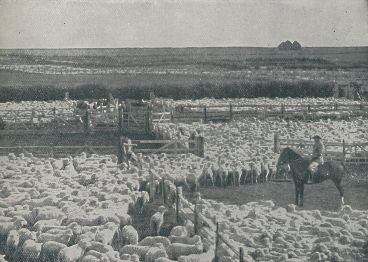 Fårstall i Australien, 1910 av Unbekannt