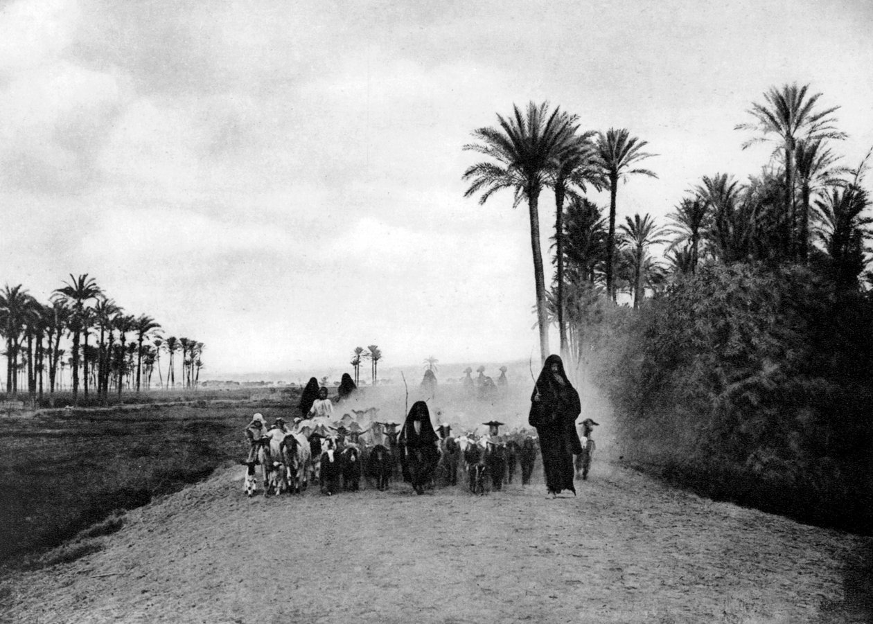 Herdar får nära Kairo, Egypten, c1920-talet av Unbekannt