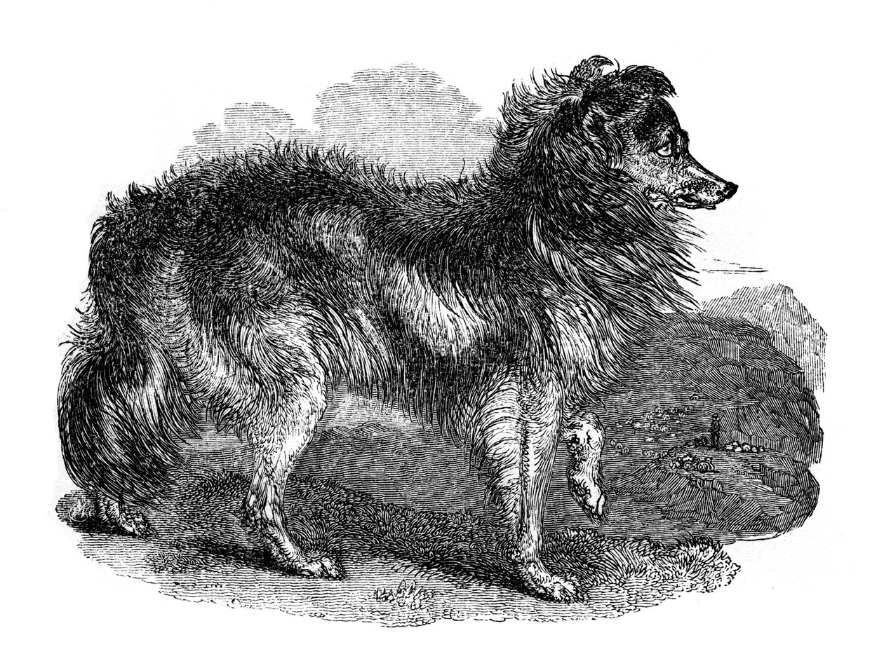 Herdehund, 1848 av Unbekannt