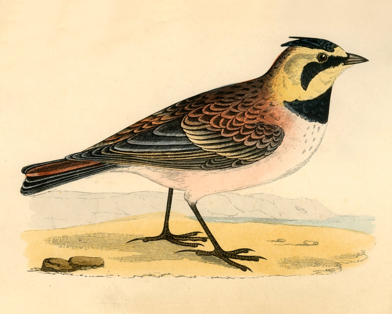 Shore Lark, sent 1800-tal. av Unbekannt