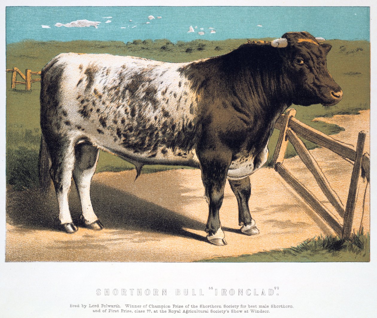 Shorthorn Bull Ironclad, 1875 av Unbekannt