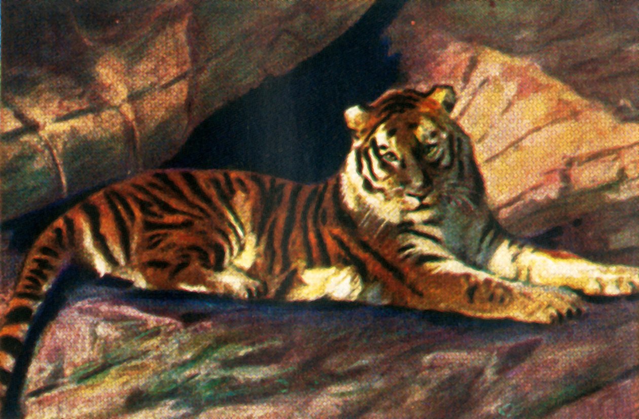 Sibirisk tiger, c1928. av Unbekannt