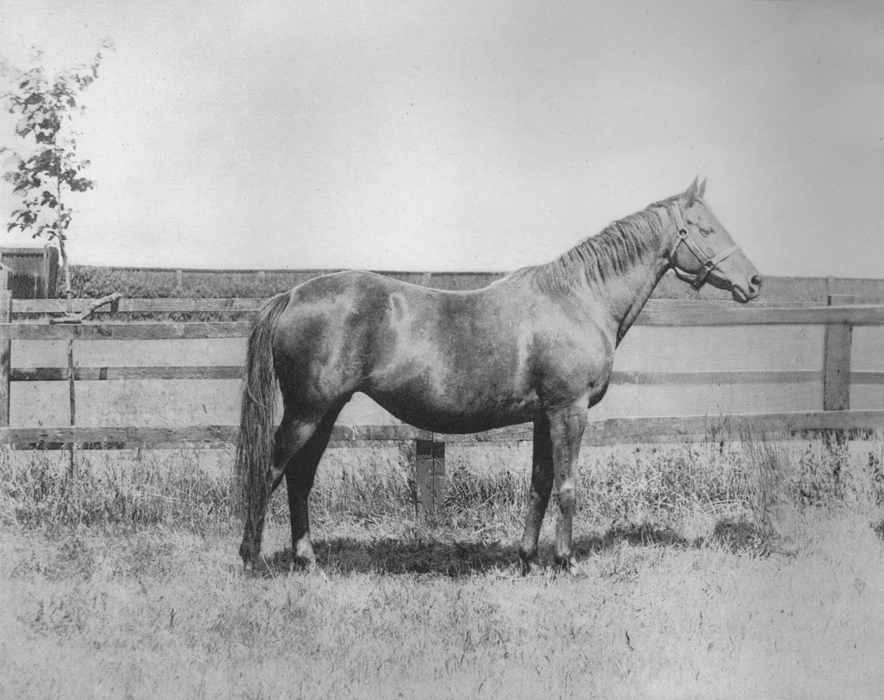 Fröken, 1911 av Unbekannt