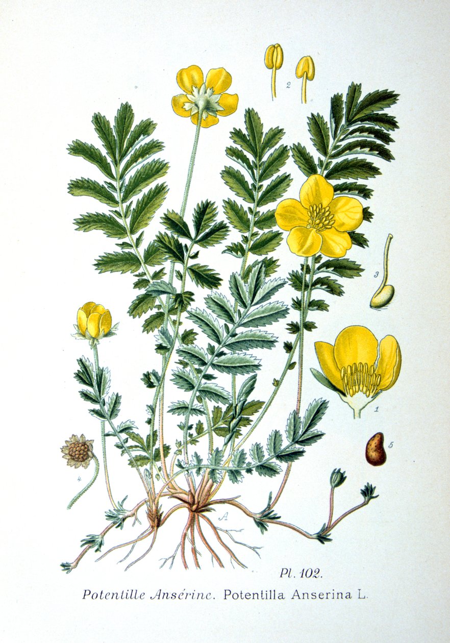 Silvergräs, 1893 av Unbekannt