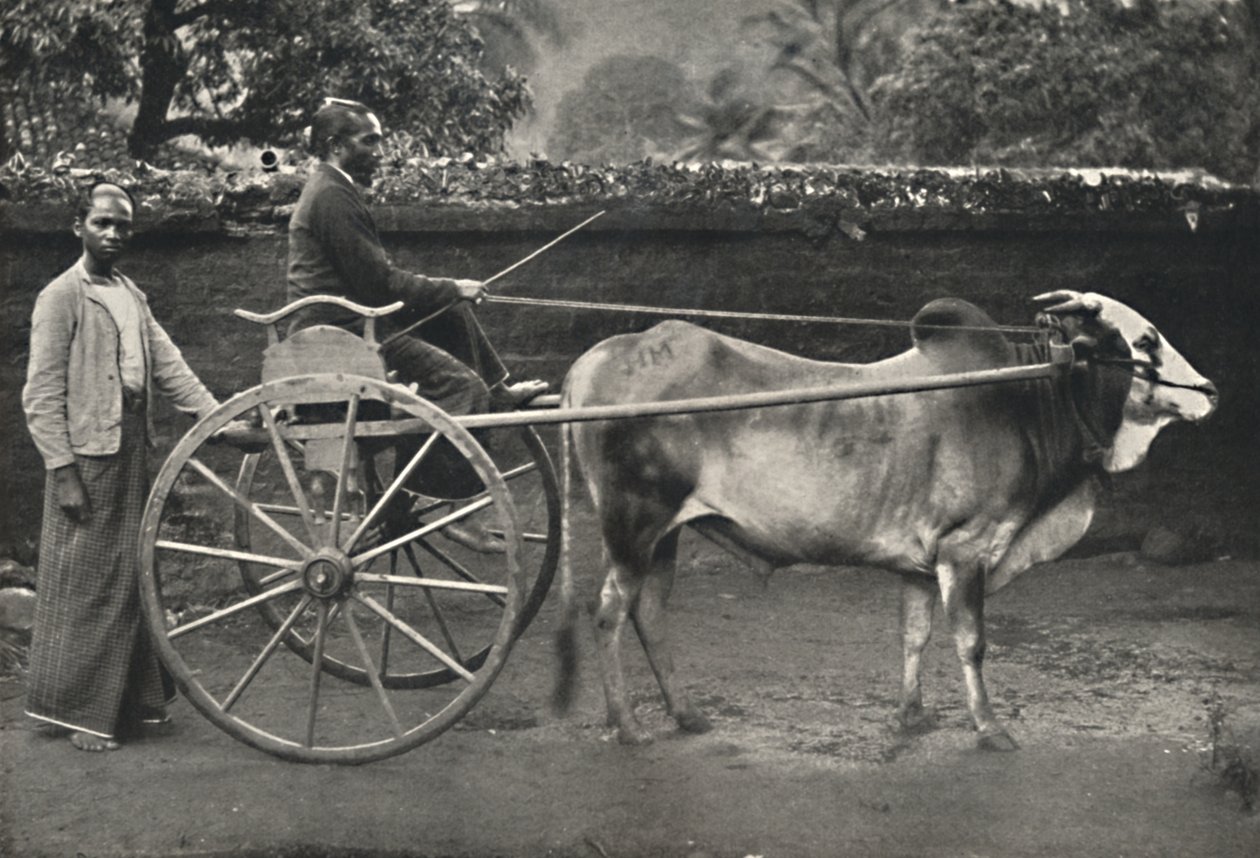 Singhalesisches Zebufuhrwerk, 1926 av Unbekannt