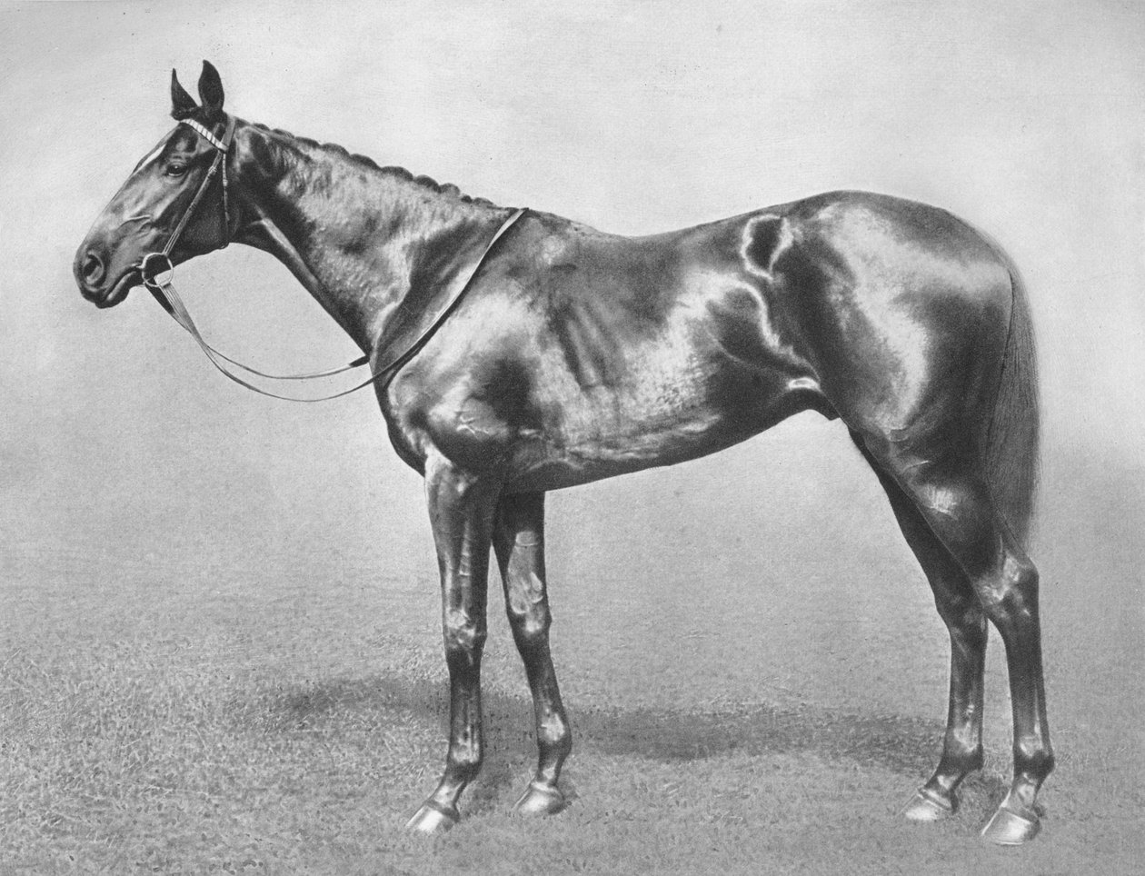 Sir Archibald, 1911 av Unbekannt