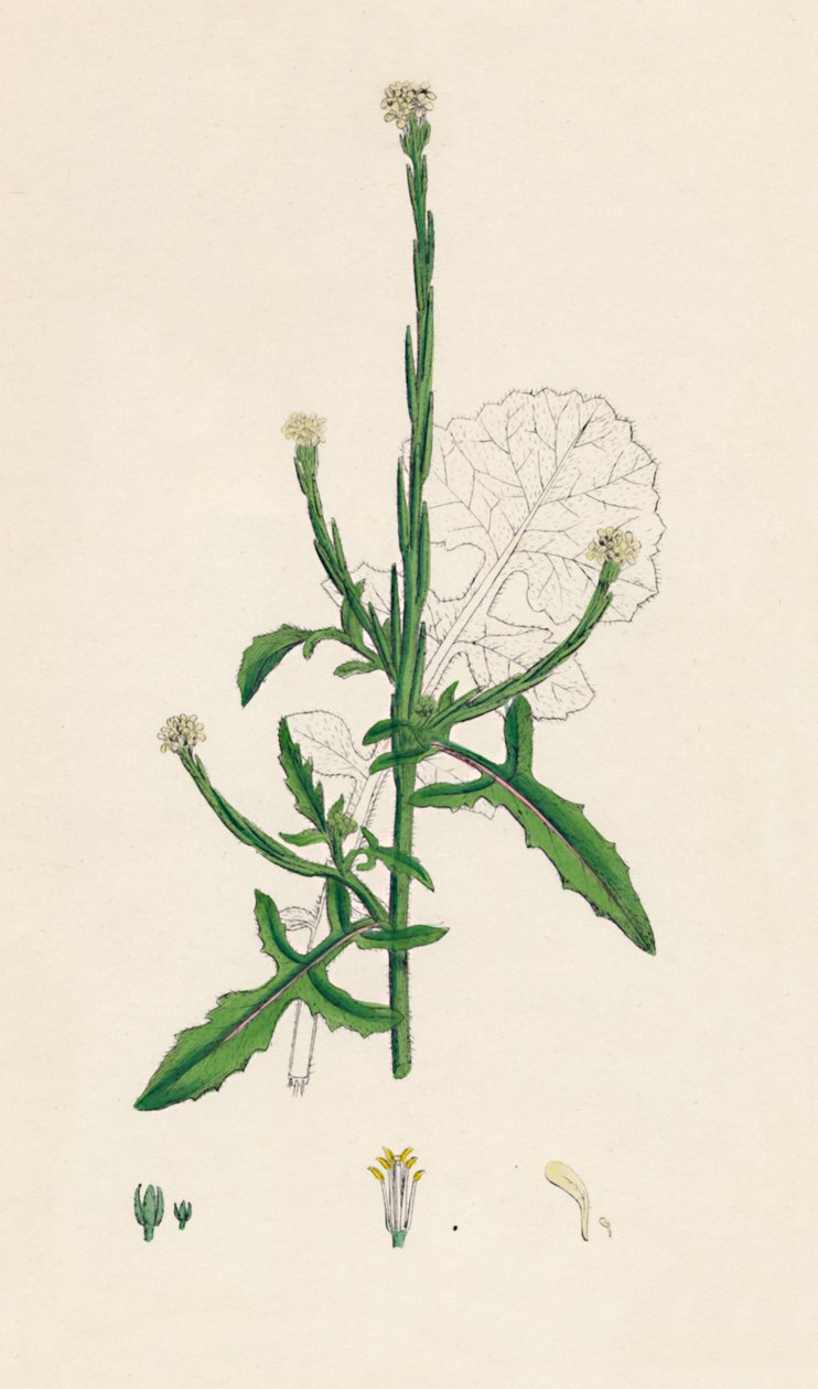 Sisymbrium officinale. Vanlig häck-senap, 1800-tal av Unbekannt