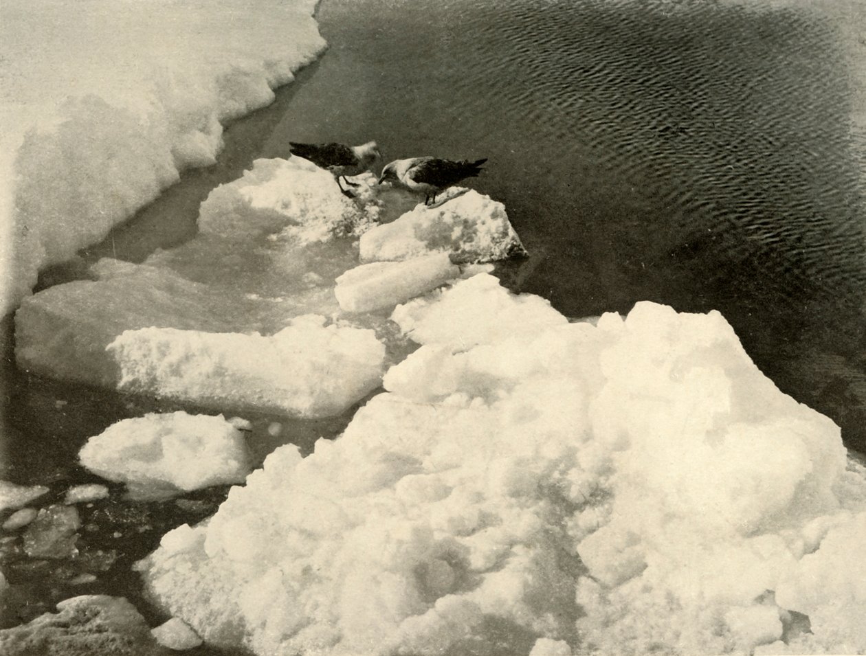 Skua måsar vid iskanten, c1908, 1909. av Unbekannt