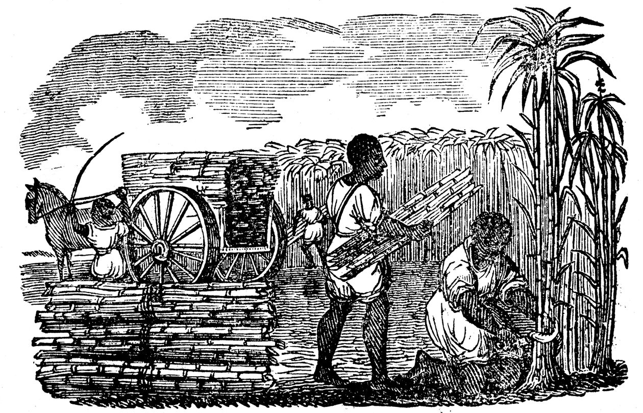 Slavar som skördar sockerrör i Louisiana, 1833 av Unbekannt