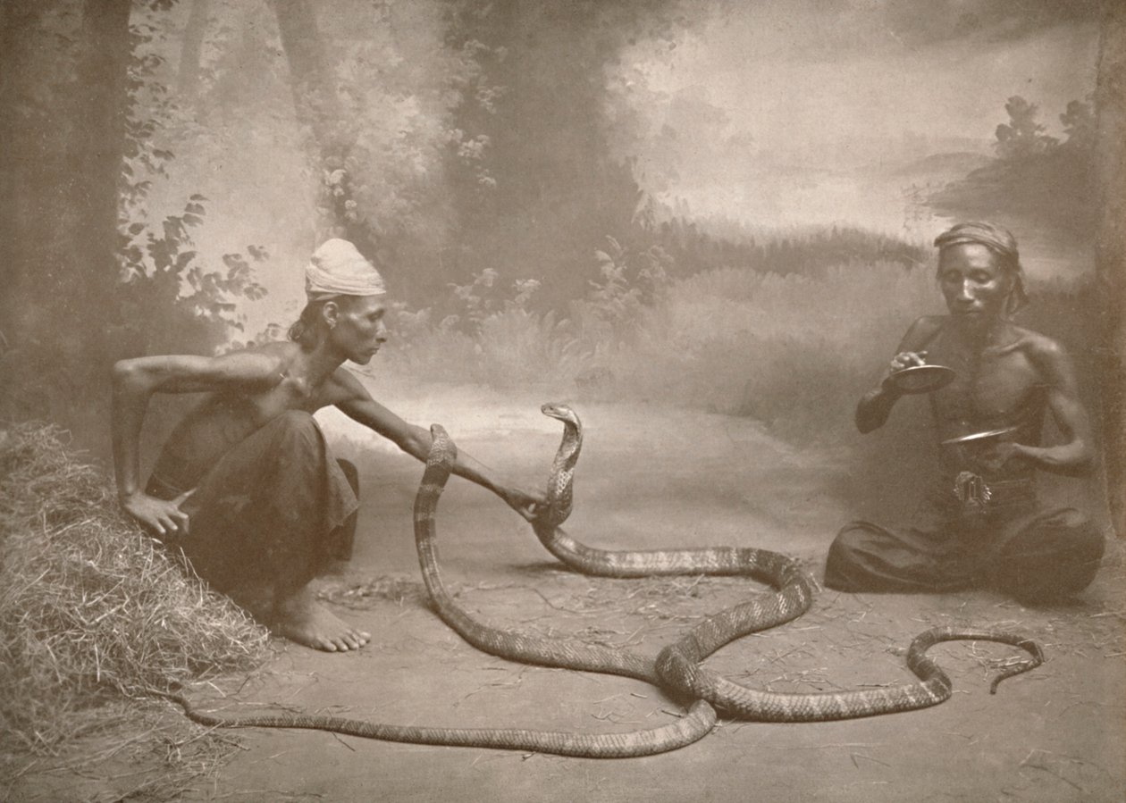 Snake Charmers with Hamadryads Kuy Cobras, 1900. av Unbekannt