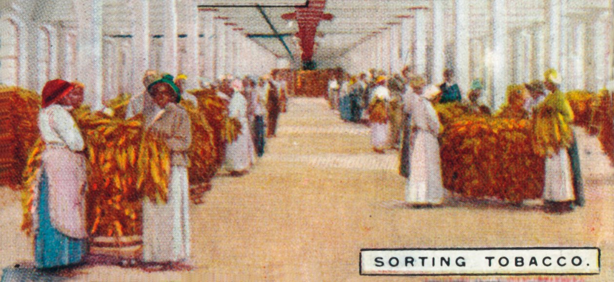 Sortering av tobak, 1926 av Unbekannt