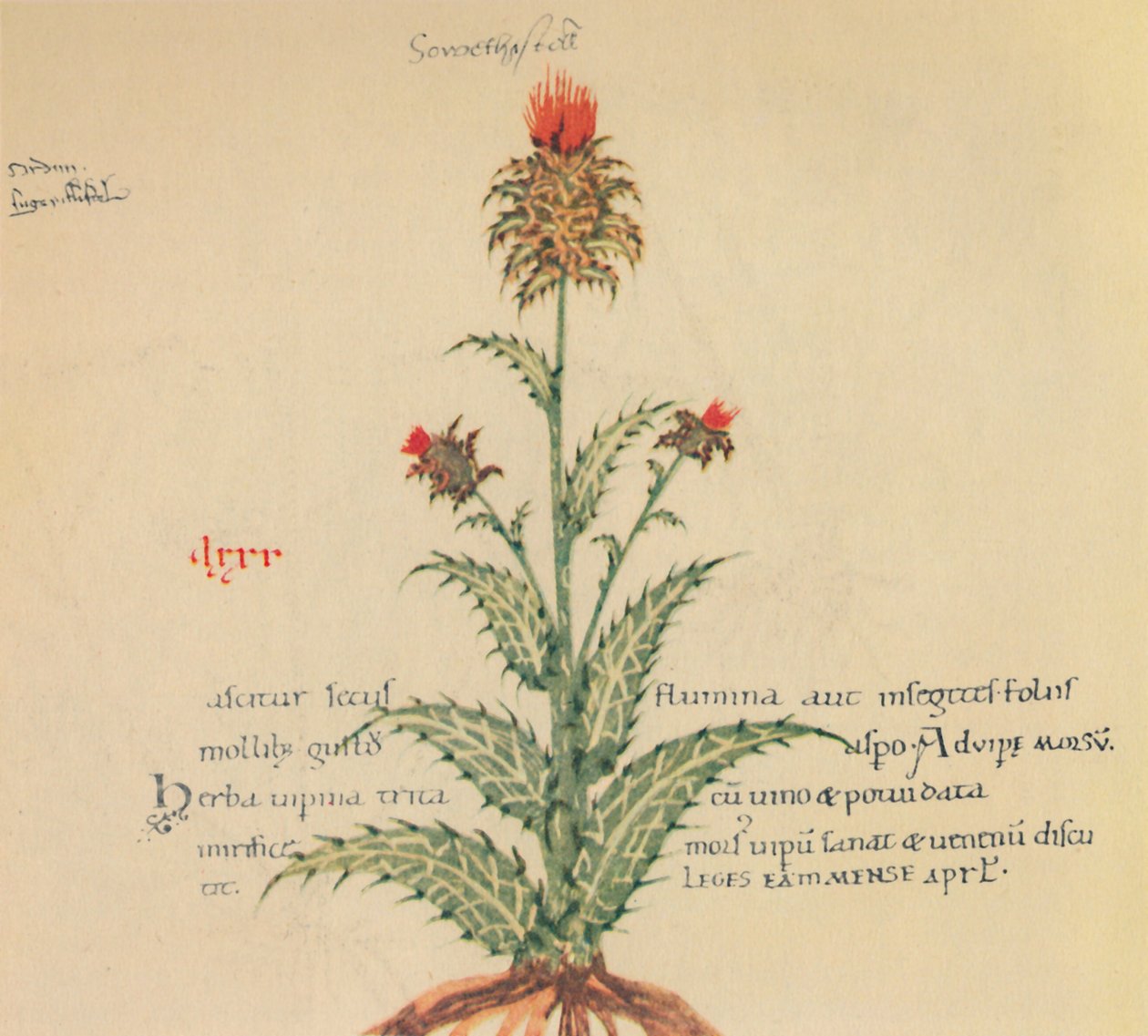 Sow Thistle, 1947 av Unbekannt