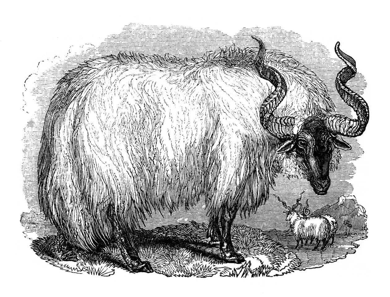 Spanska får, 1848 av Unbekannt
