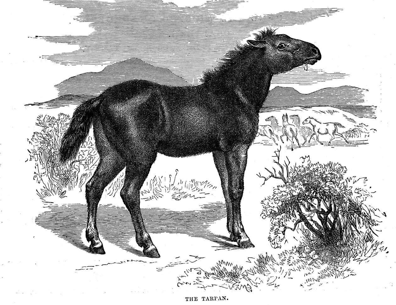 Tarpan, 1884 av Unbekannt
