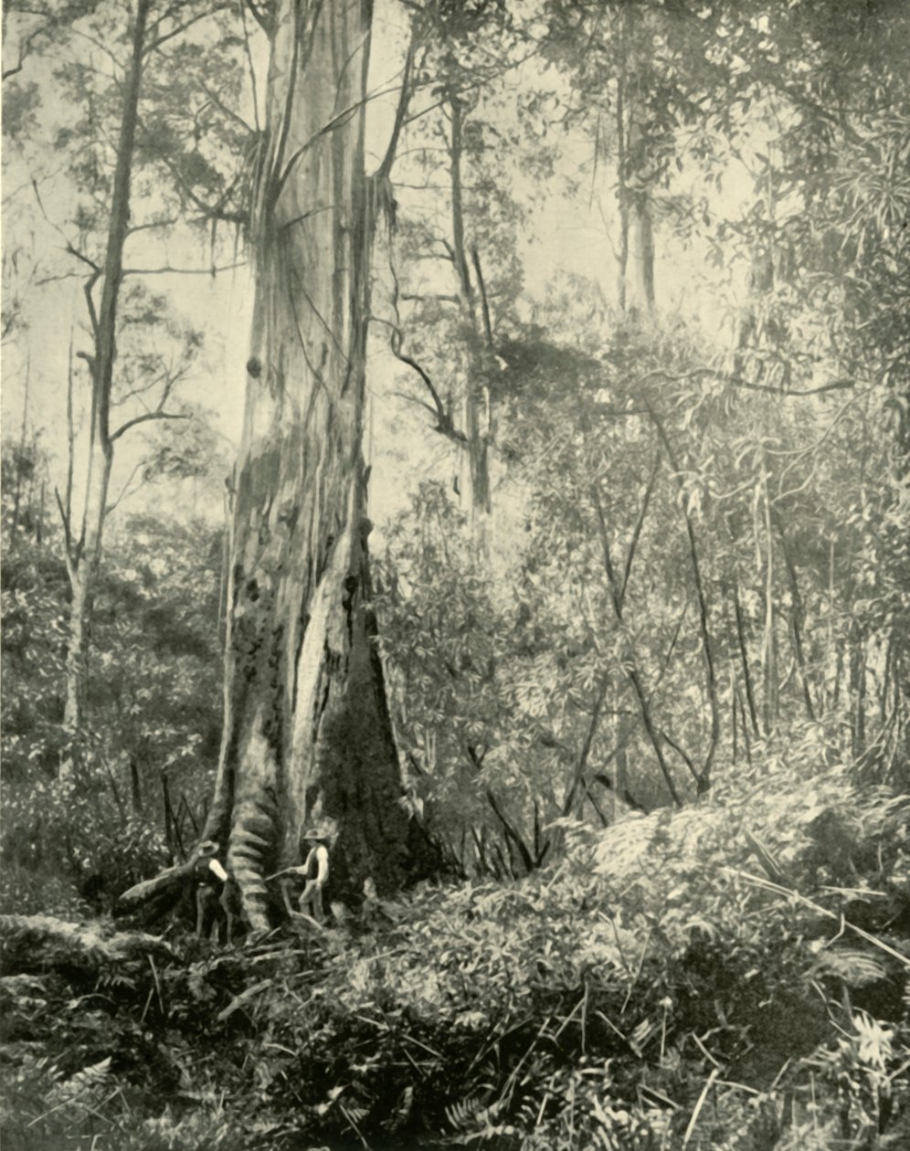 Baronen, ett känt högt träd, 1901. av Unbekannt
