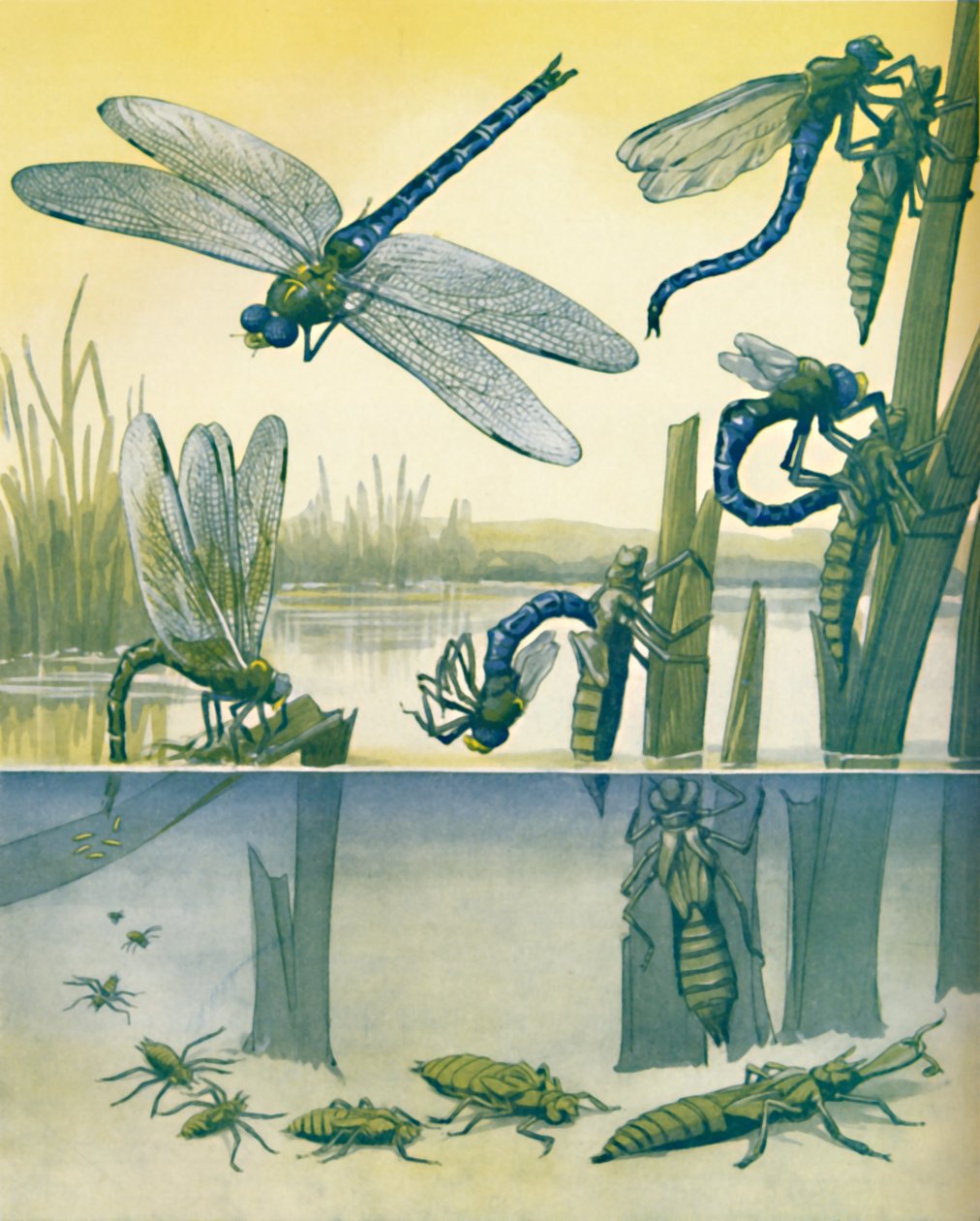The Beautiful Dragonflys Life Story, 1935 av Unbekannt