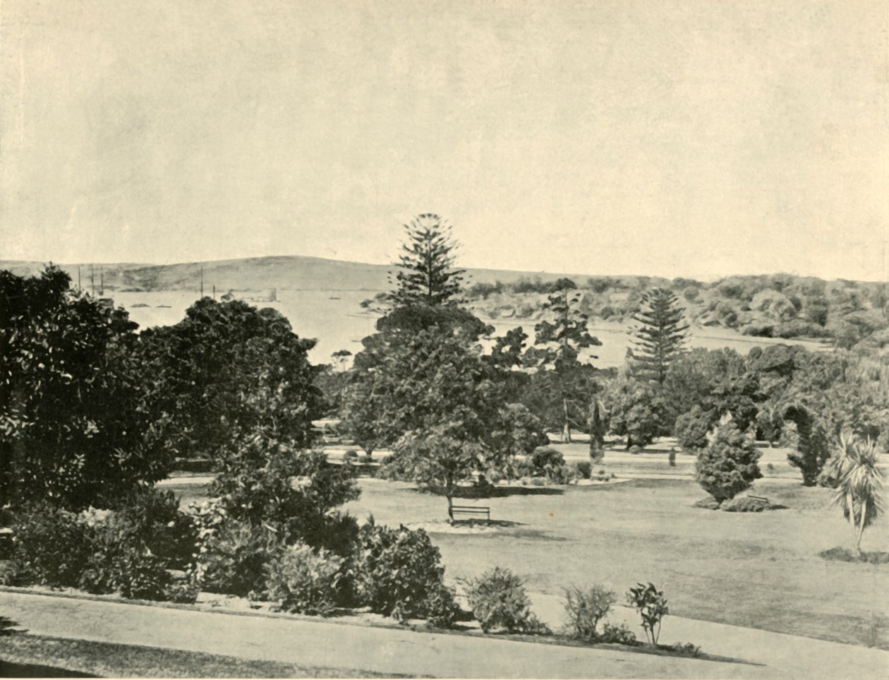 Sydneys botaniska trädgård, 1901. av Unbekannt
