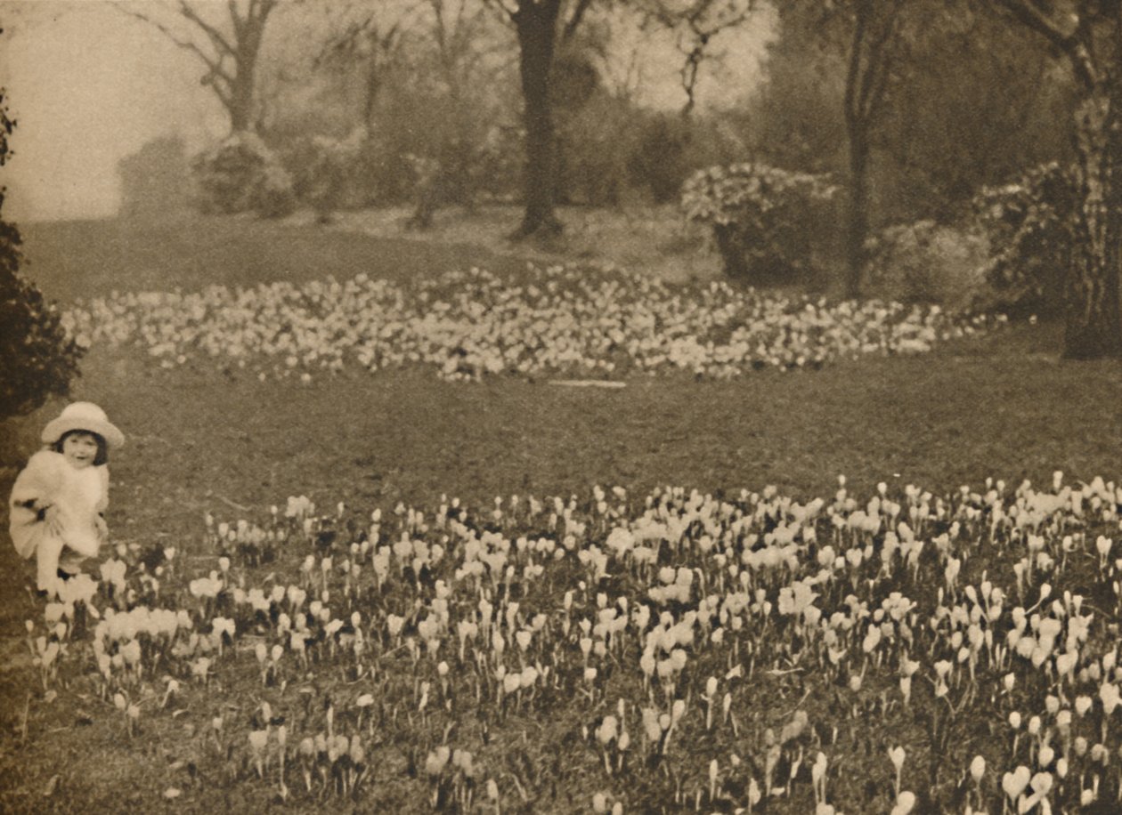 Vårens krokusmatta, c1935. av Unbekannt