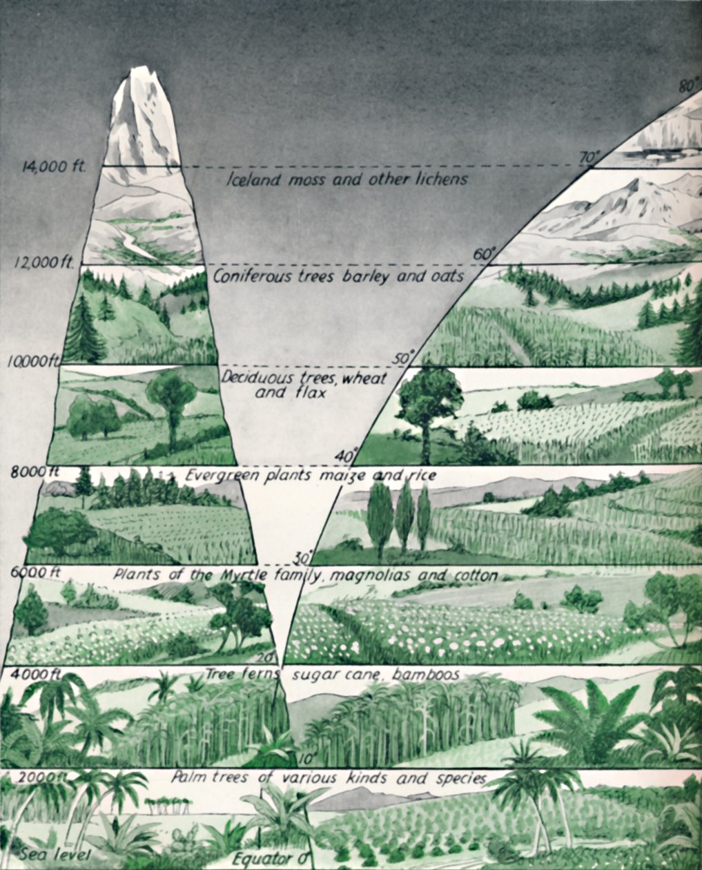 The Different Zones of Vegetation, 1935 av Unbekannt