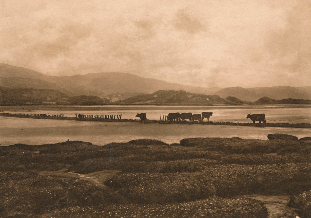 Duvan vid Ynyslas, 1902 av Unbekannt