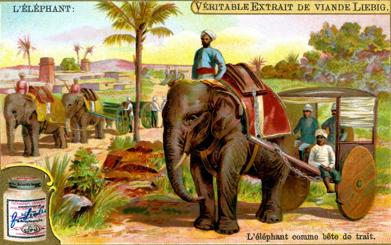 Elefanten som dragdjur, c1900 av Unbekannt