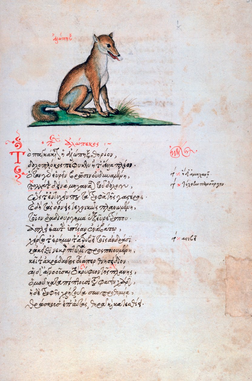 Räven, 1564 av Unbekannt