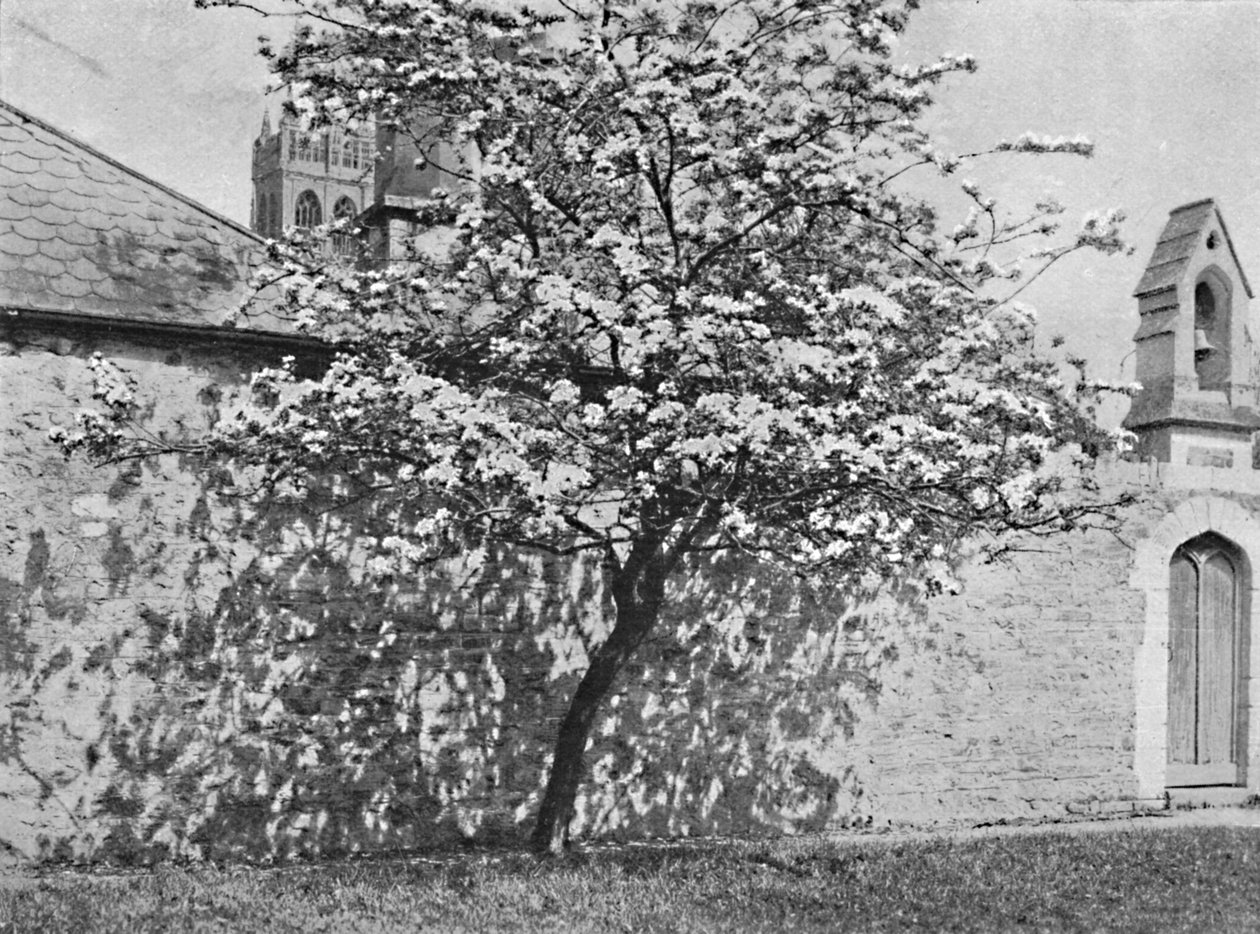 Glastonbury Thorn, 1902 av Unbekannt