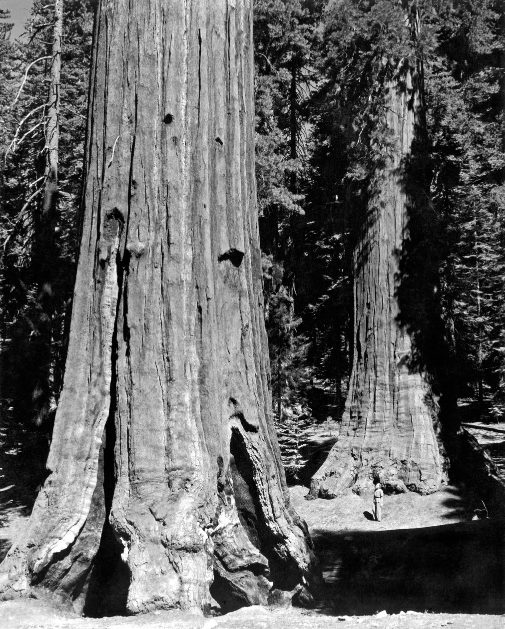 Mariposa Grove i Yosemite (s/v foto) av Unbekannt