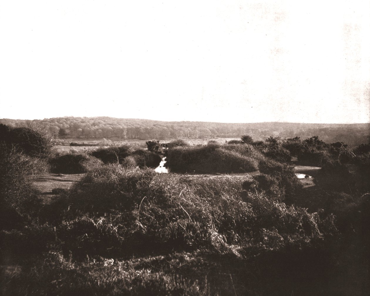 The New Forest, Hampshire, 1894. av Unbekannt